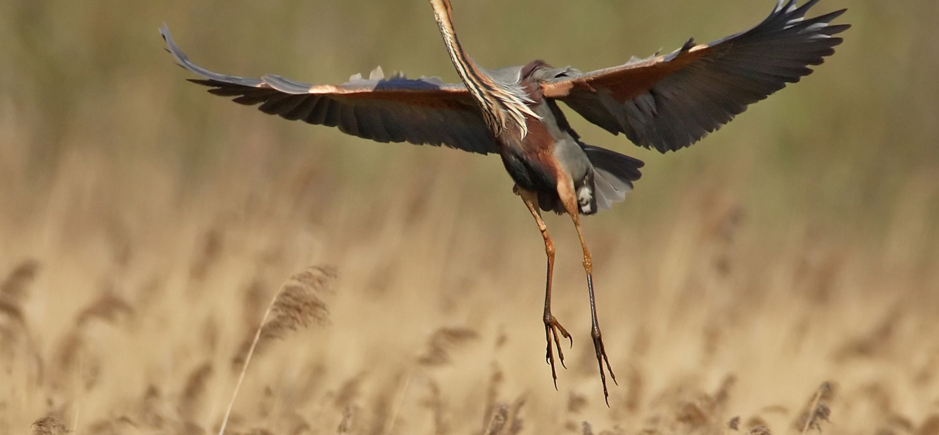 Purperreigers weer terug in de Nieuwkoopse Plassen Purperreigers weer terug in de Nieuwkoopse Plassen