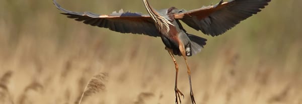 Purperreigers weer terug in de Nieuwkoopse Plassen Purperreigers weer terug in de Nieuwkoopse Plassen