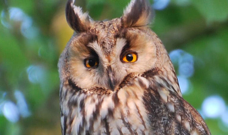 OERRR: ontdek het leven van uilen