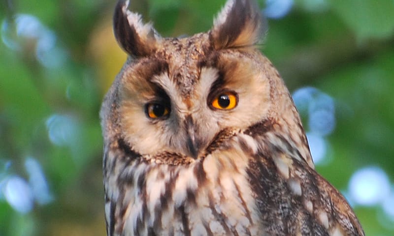 OERRR: ontdek het leven van uilen
