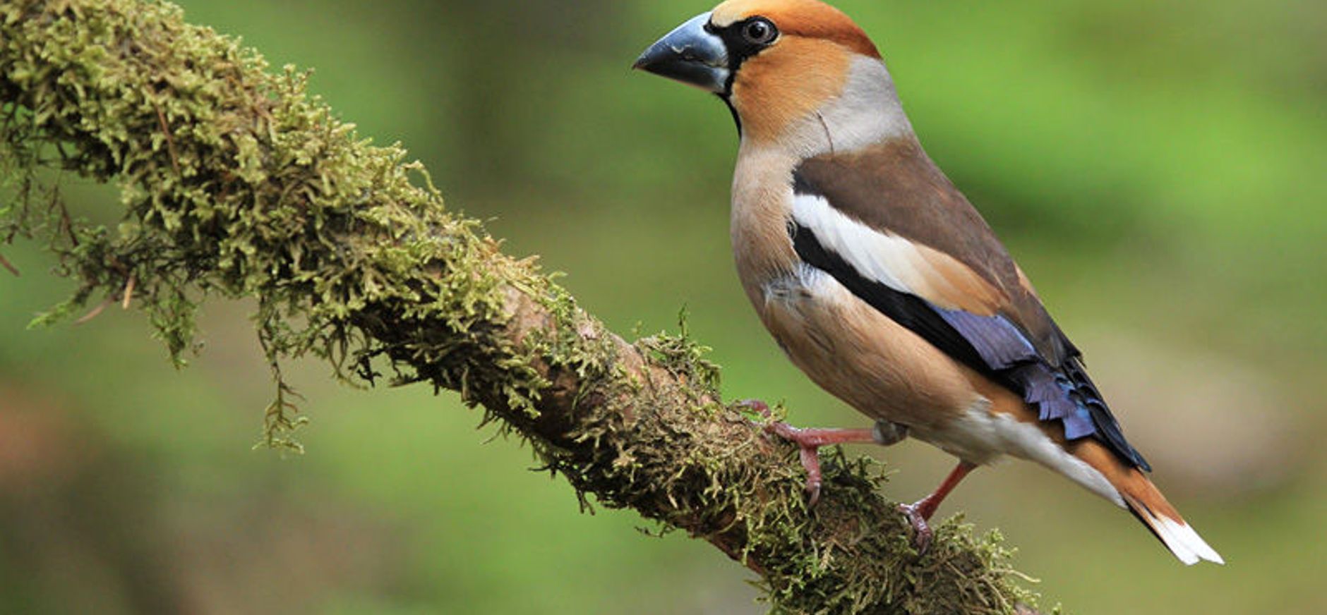 Wat broedt er in het Lycklamabos?