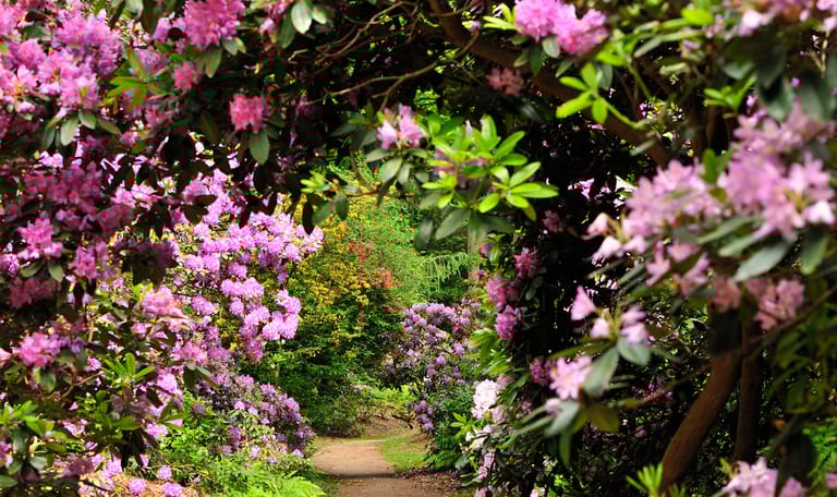 Ontdek de rododendrons van buitenplaats Gooilust