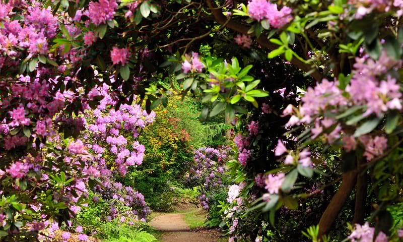 Ontdek de rododendrons van buitenplaats Gooilust