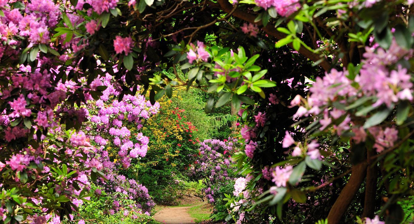 Ontdek de rododendrons van buitenplaats Gooilust Ontdek de rododendrons van buitenplaats Gooilust