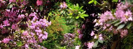 Ontdek de rododendrons van buitenplaats Gooilust