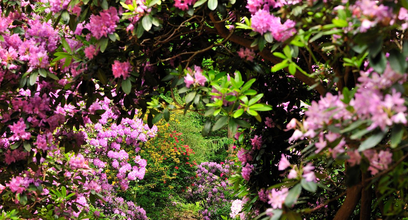 Ontdek de rododendrons van buitenplaats Gooilust Ontdek de rododendrons van buitenplaats Gooilust