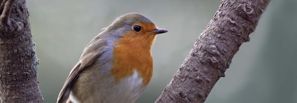 Roodborst