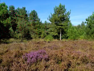 Wandelroute Rucphense Bossen (Rood)