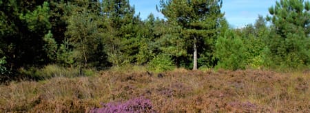 Wandelroute Rucphense Bossen (Rood)