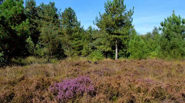 Wandelroute Rucphense Bossen (Rood)