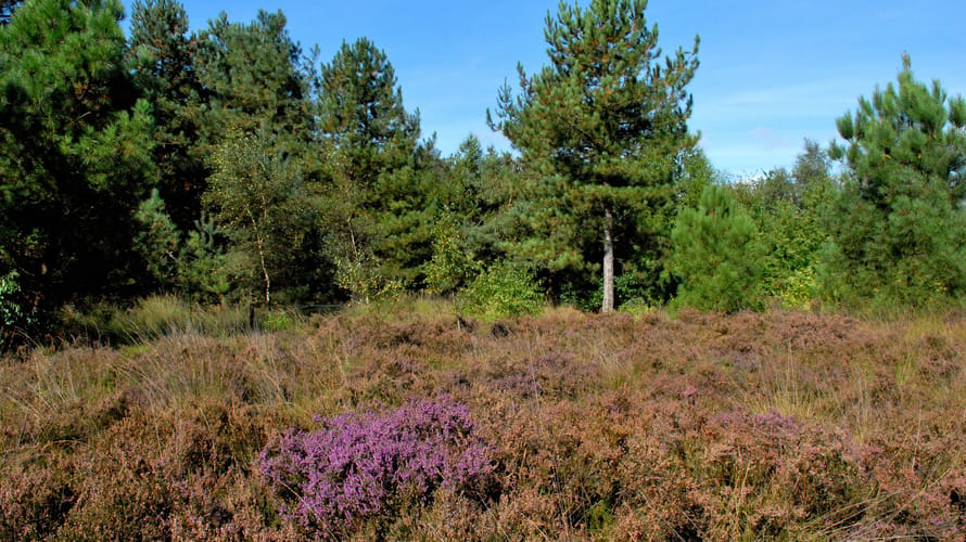 Wandelroute Rucphense Bossen (Rood)