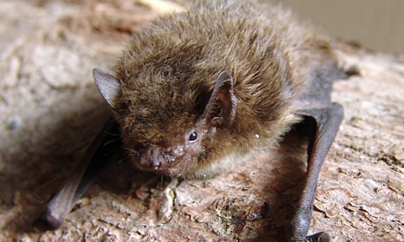 Dwergvleermuis voelt zich thuis in oud munitiedepot Nieuw Balinge