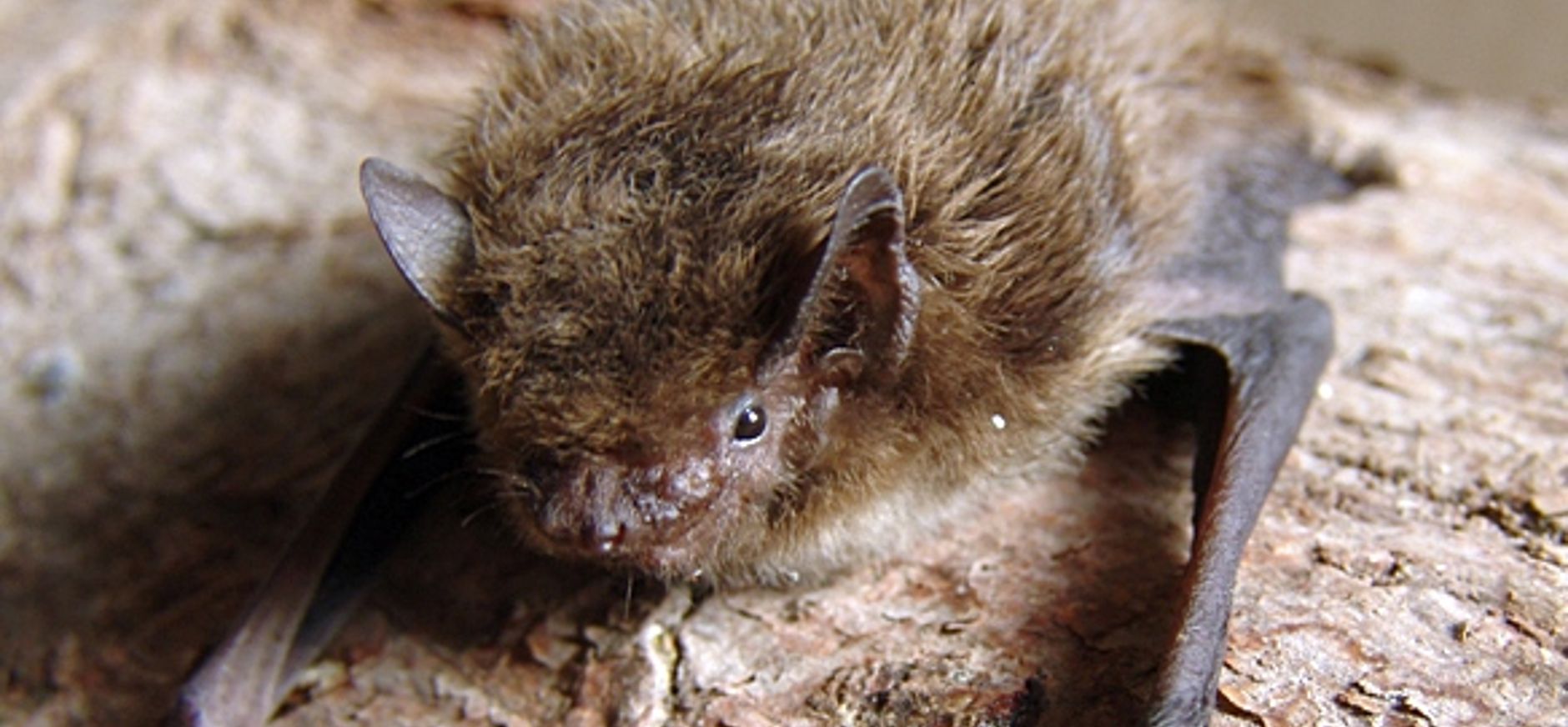 Dwergvleermuis voelt zich thuis in oud munitiedepot Nieuw Balinge
