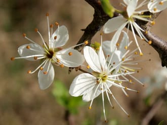 Wandelroute Herrendal, tussen Groesbeek en Mook