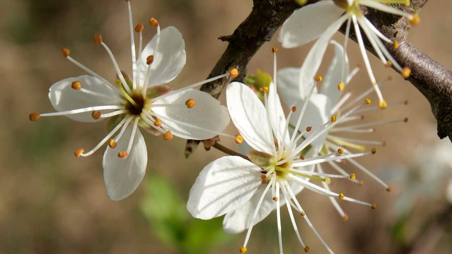 Wandelroute Herrendal, tussen Groesbeek en Mook