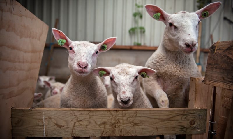 Van Melkschuur Zuidpolder naar Belevenisboerderij Schieveen
