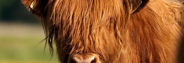 Schotse hooglanders