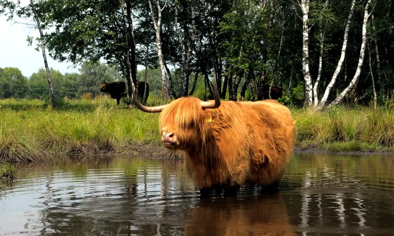 Schotse Hooglander