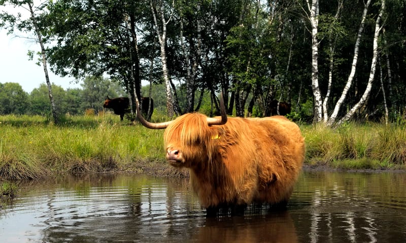 Schotse Hooglander