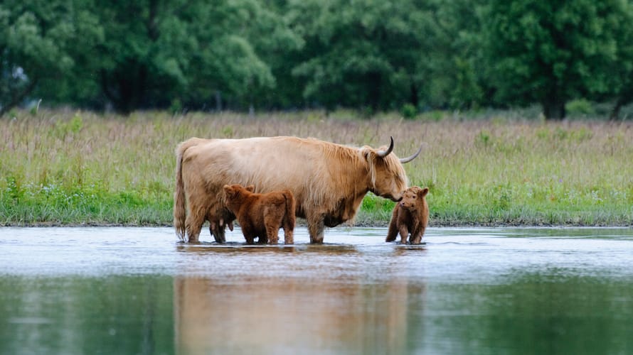 Wandelroute Dintelse Gorzen, vlak bij Steenbergen