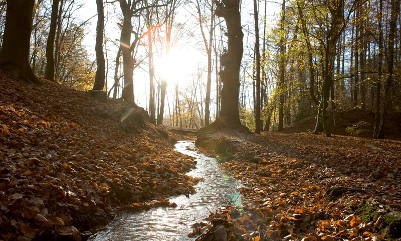 Beek in Beukenbos