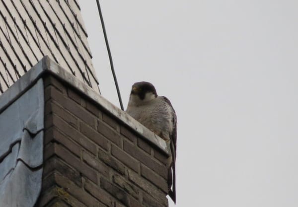 Snelste dier op aarde