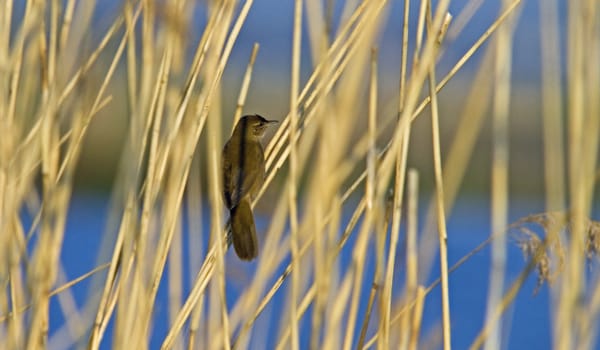 Zingende rietvogels