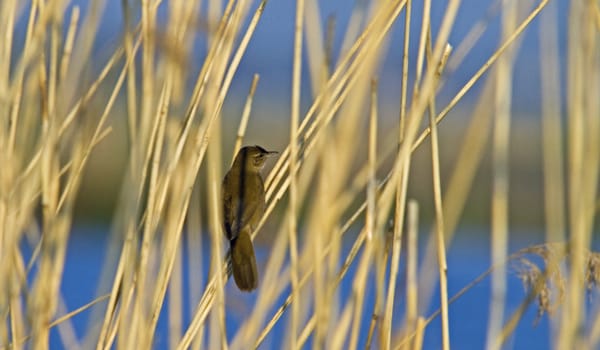 Zingende rietvogels Zingende rietvogels