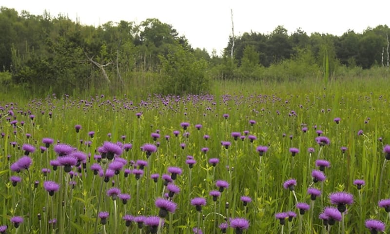 De bijzondere plant de Spaanse Ruiter bedekt een veld in IJsselvallei