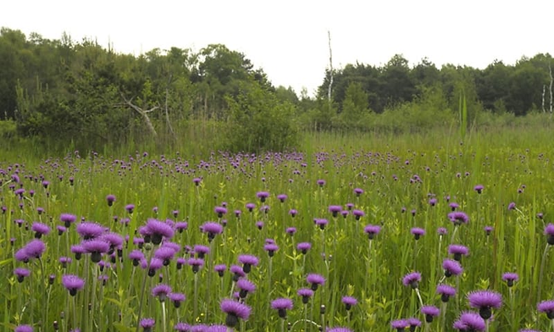 De bijzondere plant de Spaanse Ruiter bedekt een veld in IJsselvallei