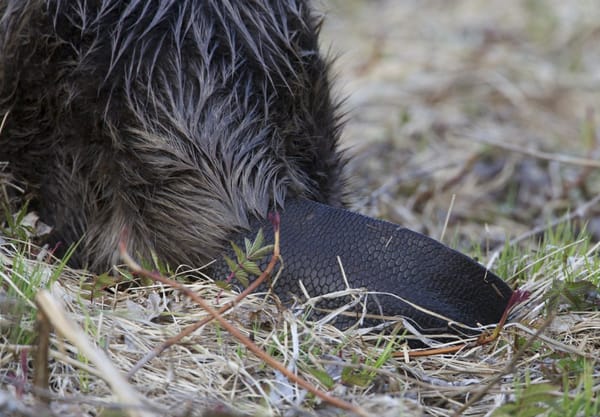 Hoe kun je een bever herkennen?