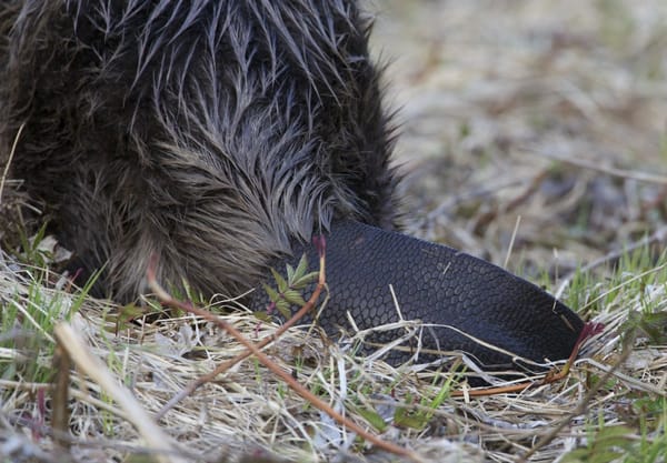 Hoe kun je een bever herkennen? Hoe kun je een bever herkennen?