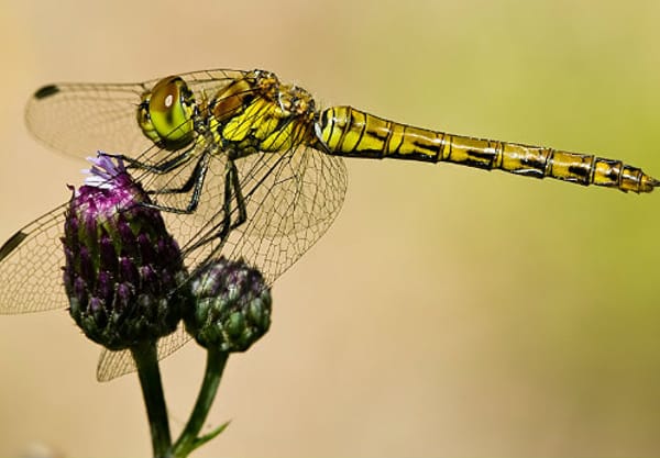 Libellen boven het water Libellen boven het water