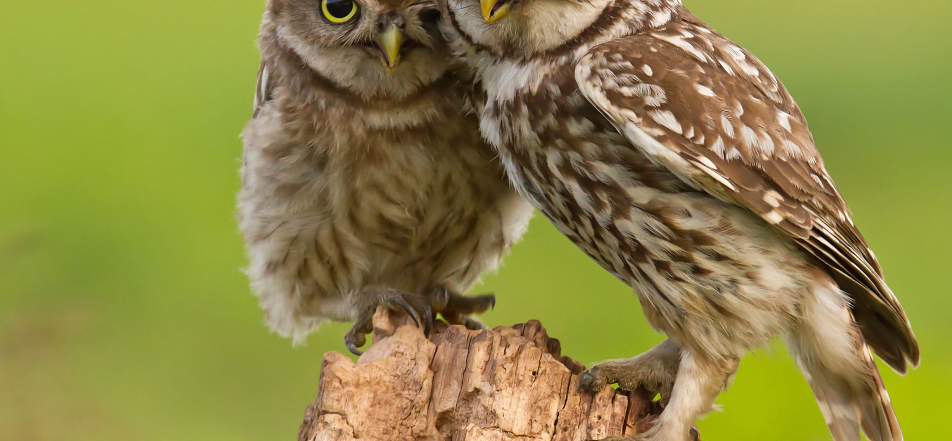 Winteravondlezing over steenuilen Nationaal Park Dwingelderveld Winteravondlezing over steenuilen Nationaal Park Dwingelderveld