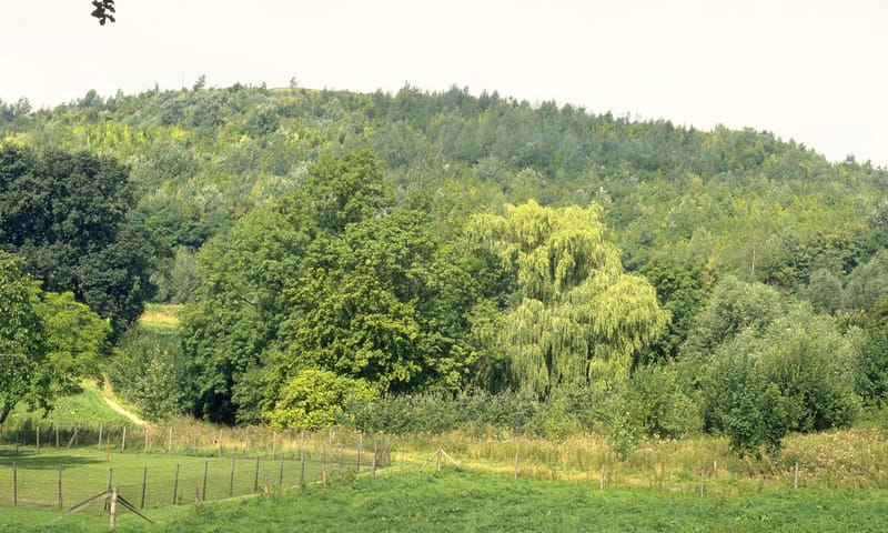 Beboste helling Strijthagerbeekdal