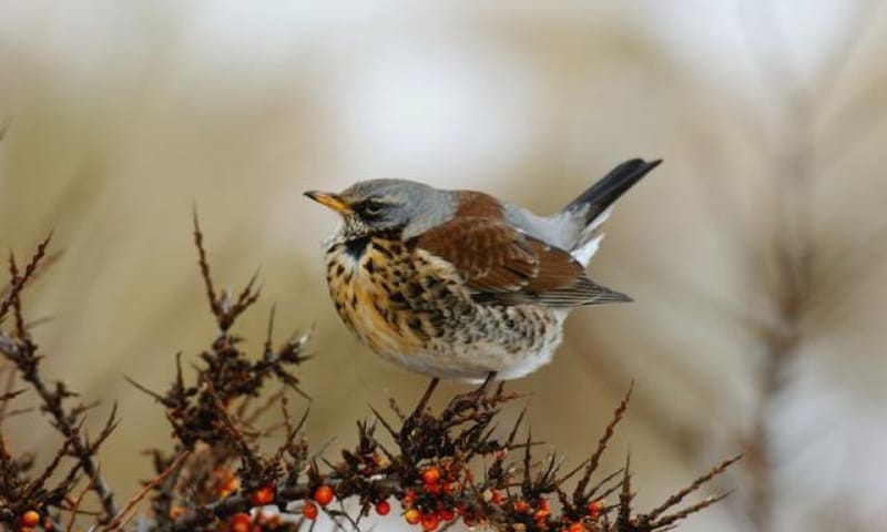 Kramsvogel