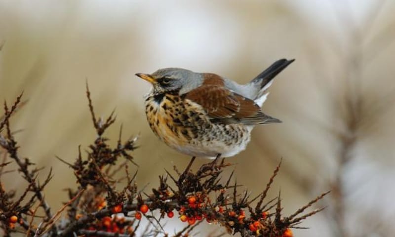 Kramsvogel