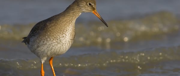 Allerlei vogels op het Quackgors Allerlei vogels op het Quackgors