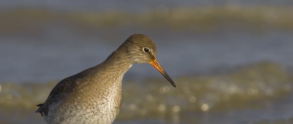 Allerlei vogels op het Quackgors Allerlei vogels op het Quackgors