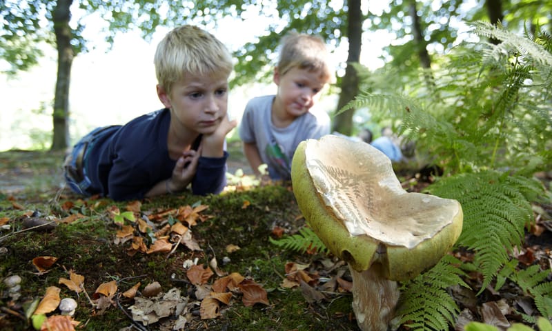 OERRR Paddenstoelen in het herfstbos ’s-Graveland