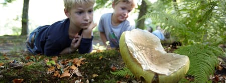 OERRR Paddenstoelen in het herfstbos ’s-Graveland