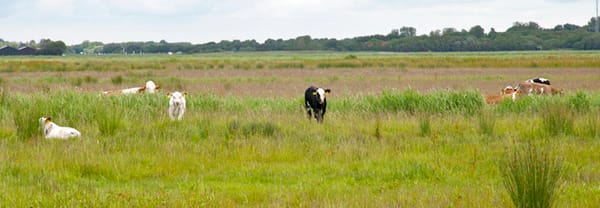 Bloeiende planten