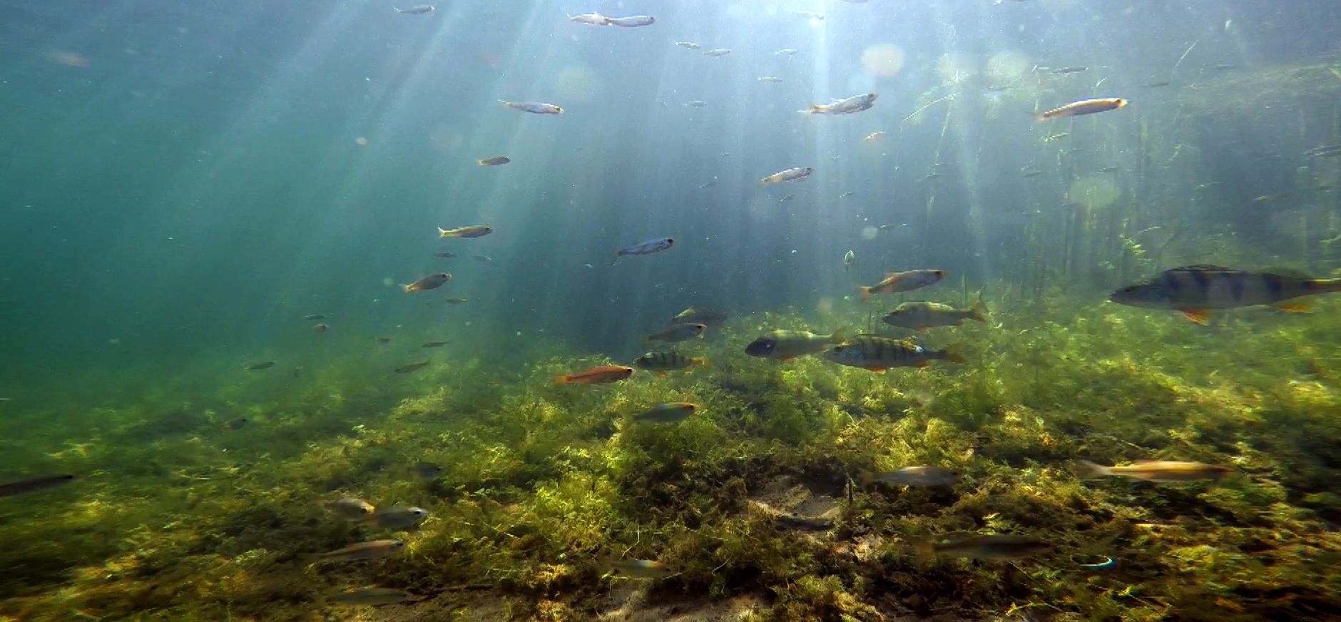 Verrassende Nederlandse onderwaternatuur in ‘Wildernis onder water’