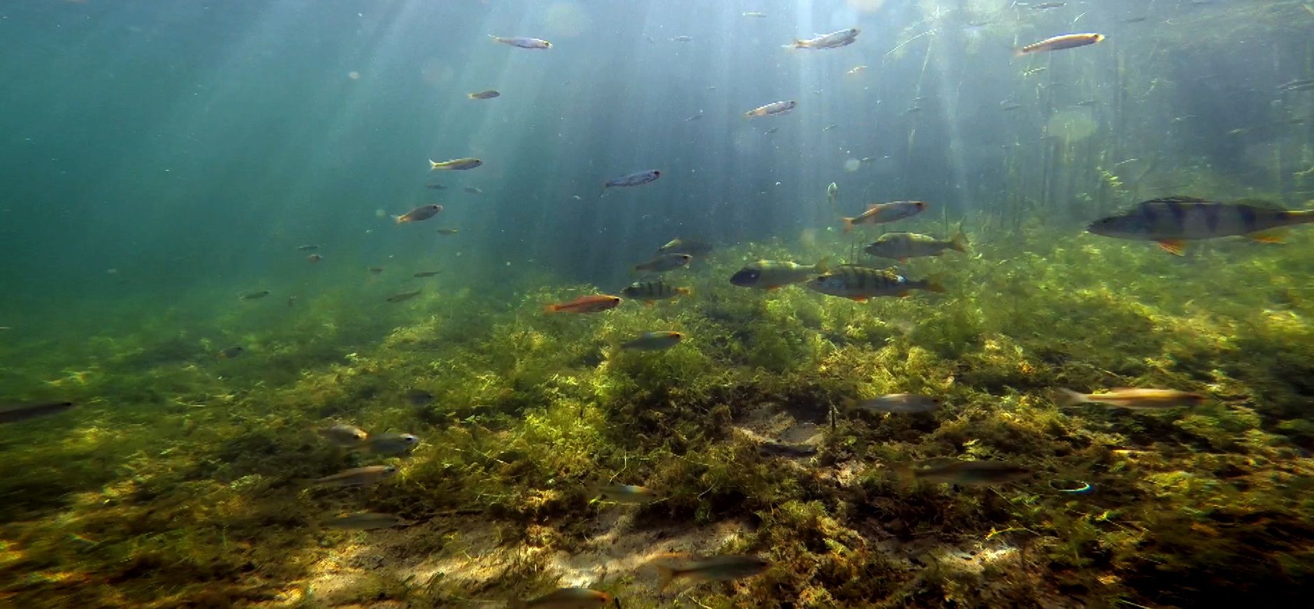 Verrassende Nederlandse onderwaternatuur in ‘Wildernis onder water’ Verrassende Nederlandse onderwaternatuur in ‘Wildernis onder water’
