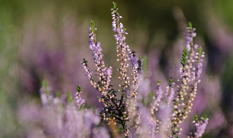 Wandeling naar de bloeiende heide in de Kampina