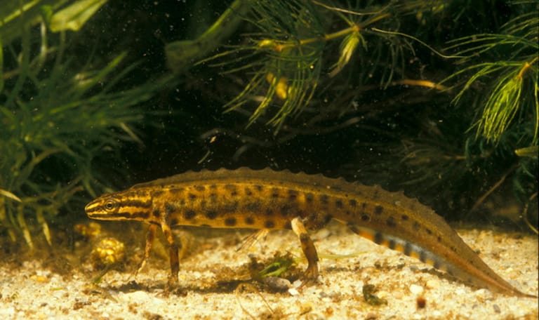 Ontdekkingstocht onderwaterdieren