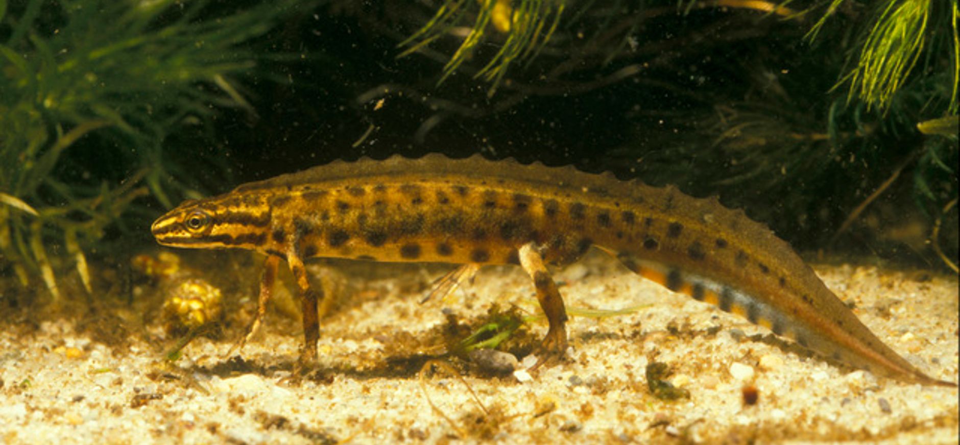 Ontdekkingstocht onderwaterdieren