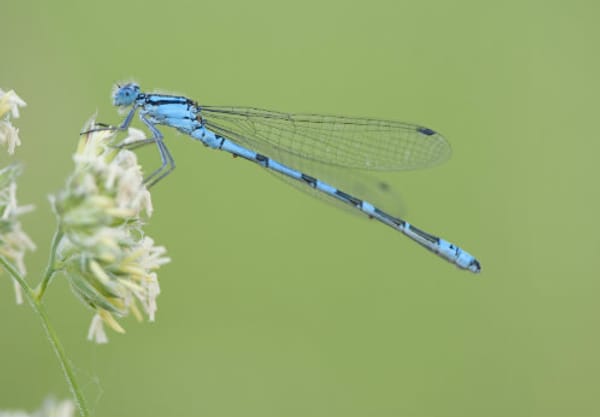 Libellen boven het water Libellen boven het water