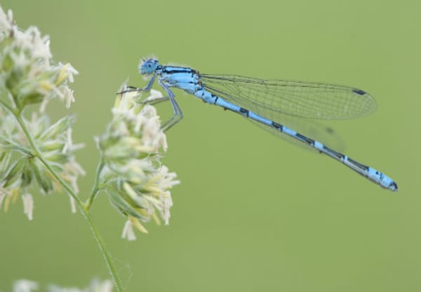 Libellen boven het water Libellen boven het water