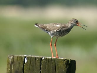 Weidevogel fietsroute De Wieden